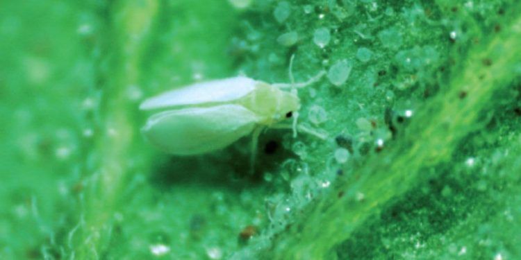 Vírus transmitidos pela mosca-branca podem prejudicar produção de tomate