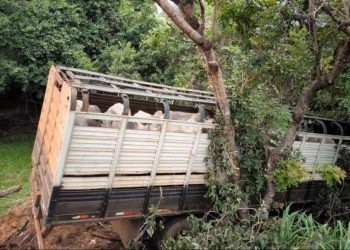 Acidente com caminhão carregado de gado deixa três pessoas mortas em Goiás