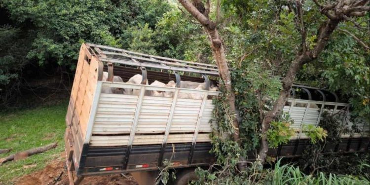 Acidente com caminhão carregado de gado deixa três pessoas mortas em Goiás