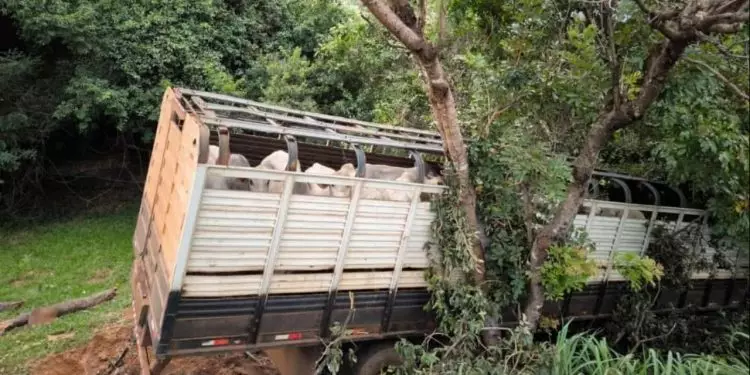Acidente com caminhão carregado de gado deixa três pessoas mortas em Goiás 1 Acidente com caminhão carregado de gado deixa três pessoas mortas em Goiás