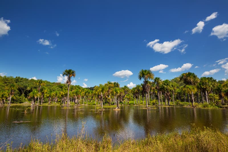 Amazônia