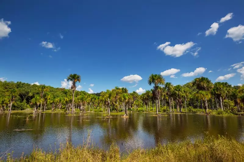 Amazônia