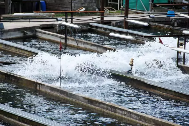 CNA pede suspensão da obrigatoriedade do RGP para aquicultores 2 Atualização do RGP