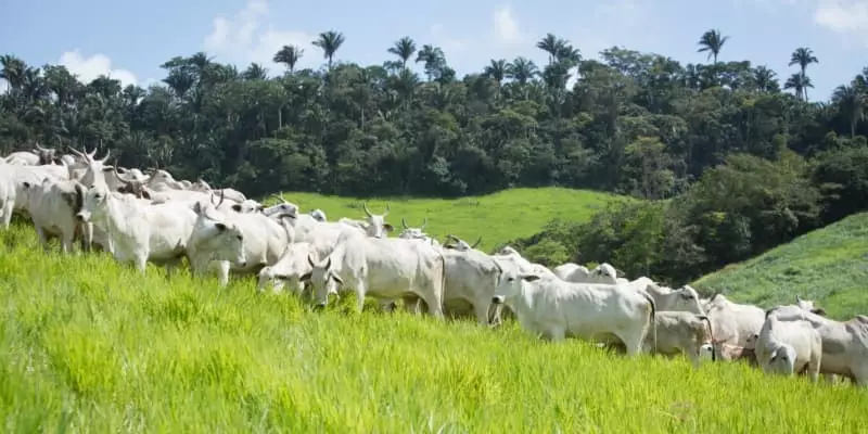 Rebanho goiano