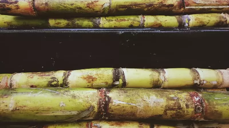 Novo zoneamento define áreas de risco para cultivo de cana-de-açúcar 3 Cana de açúcar