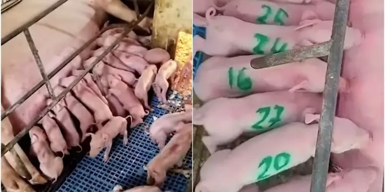 Duas porcas dão à luz a 54 leitões vivos no interior de Goiás 1 Duas porcas dão à luz a 54 leitões vivos no interior de Goiás