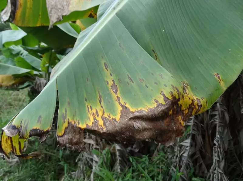Nova técnica de controle de pragas impulsiona a produção de banana na Amazônia 3 Pragas em bananeiras