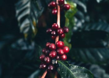 Preço do café segue em alta devido aumento do consumo e clima adverso