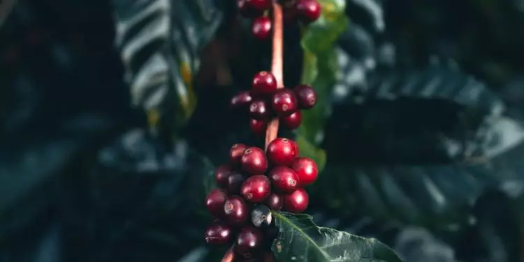 Preço do café segue em alta devido aumento do consumo e clima adverso