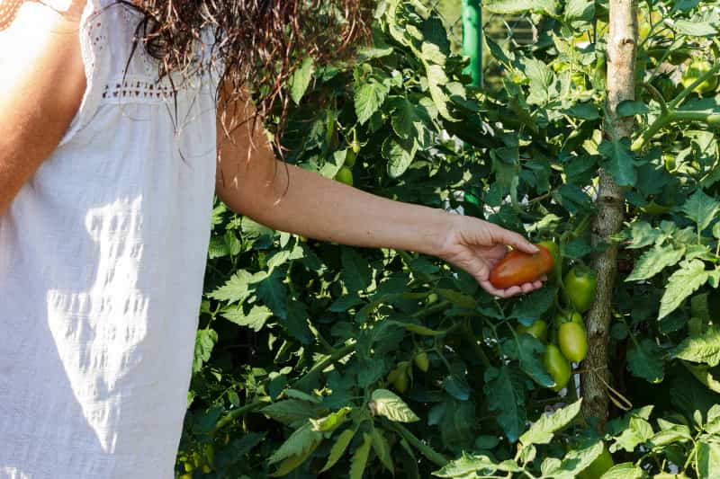 Produção de tomate