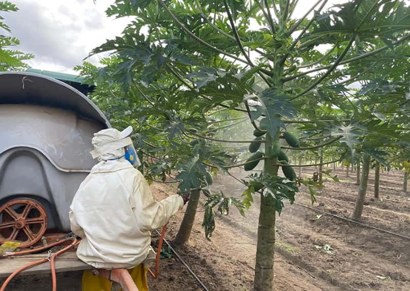 Protetor solar nas plantas