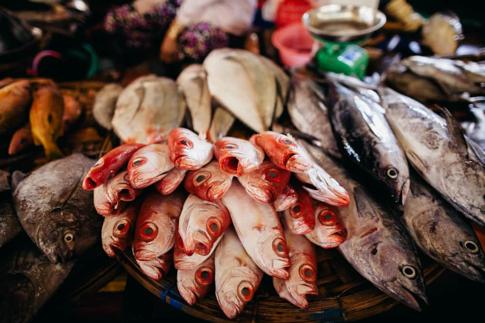 produção de peixes