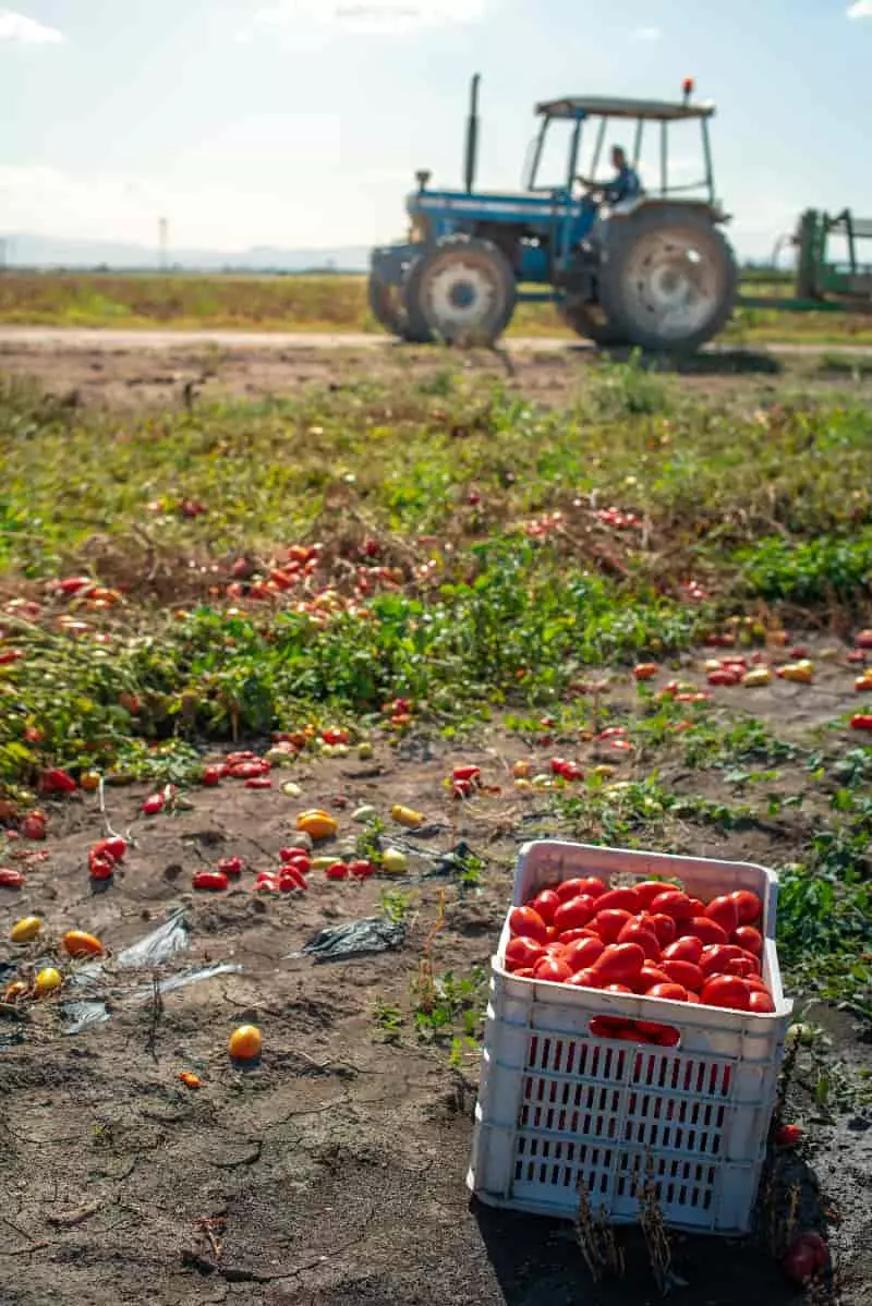 Vírus transmitidos pela mosca-branca podem prejudicar produção de tomate 3 Risco da mosca branca