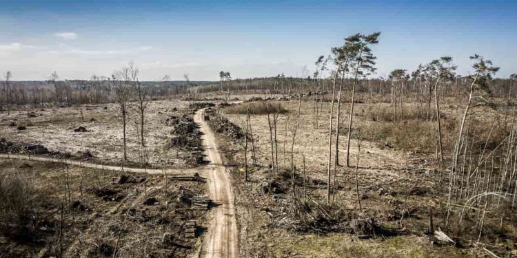 AGU cobra R$ 76 milhões de infratores ambientais por desmatamento