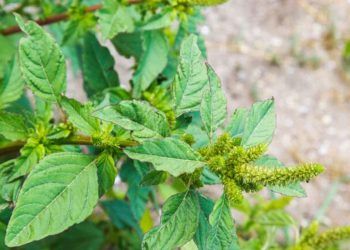 Ações são reforçadas para impedir entrada da praga amaranthus palmeri em Goiás