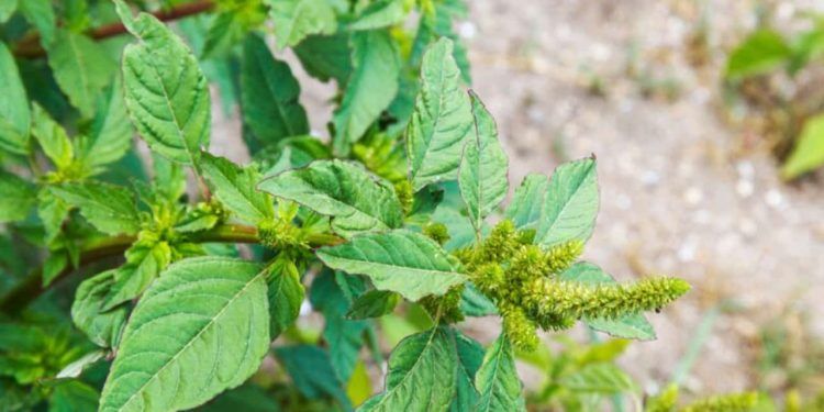 Ações são reforçadas para impedir entrada da praga amaranthus palmeri em Goiás