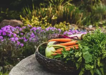 Agricultores podem enviar propostas ao PAA até fim de março; veja como fazer