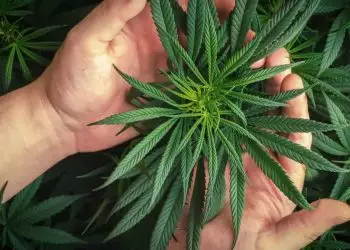 Anvisa abre consulta pública para revisão da regulamentação de produtos de cannabis