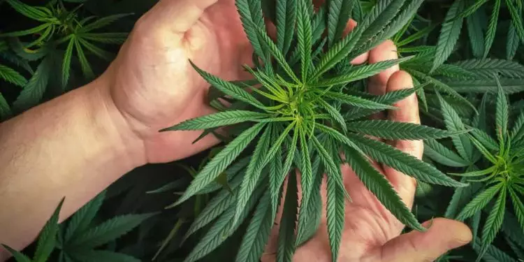 Anvisa abre consulta pública para revisão da regulamentação de produtos de cannabis 1 Anvisa abre consulta pública para revisão da regulamentação de produtos de cannabis