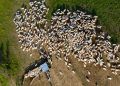 Brasil registra recorde no abate de bovinos em 2024 com 39,27 milhões de cabeças
