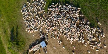 Brasil registra recorde no abate de bovinos em 2024 com 39,27 milhões de cabeças