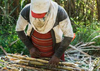 Cana-de-Açúcar na safra 202526 impactos climáticos e expectativas de produção