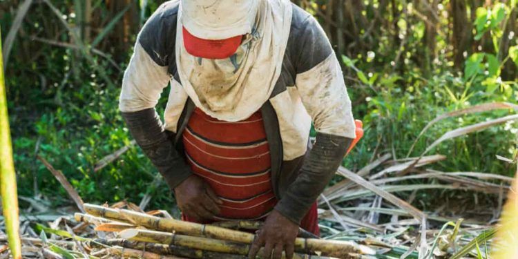 Cana-de-Açúcar na safra 202526 impactos climáticos e expectativas de produção