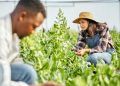 Dia Mundial da Agricultura o papel do Brasil na produção sustentável de alimentos