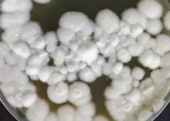 Edição genética torna fungo mais eficaz no controle de pragas agrícolas