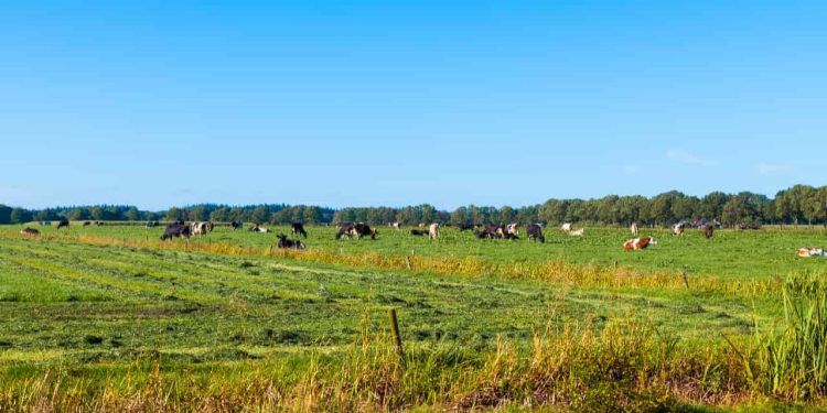 Especialistas desenvolvem sistema de diagnóstico e monitoramento de pastagens no Brasil 1 Especialistas desenvolvem sistema de diagnóstico e monitoramento de pastagens no Brasil