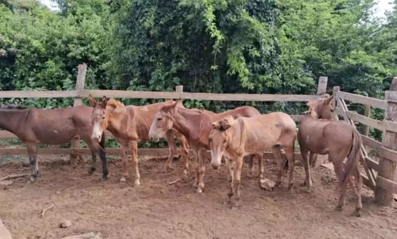 Fábrica clandestina é autuada em Goiás por comercializar carne de cavalo 2 Fábrica clandestina