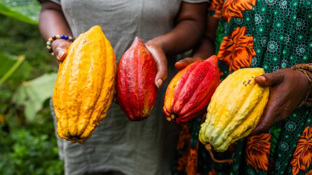 Fundo Kawá impulsiona pequenos produtores de cacau na Bahia e no Pará
