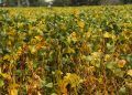 Goiás deve alcançar 34,5 milhões de toneladas em produção de grãos