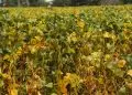 Goiás deve alcançar 34,5 milhões de toneladas em produção de grãos