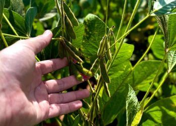 Goiás deve bater recorde bilionário no valor bruto da produção agropecuária em 2025