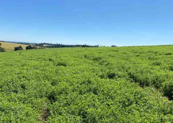 Nova cultivar de ervilhaca impulsiona a produtividade e sustentabilidade na pecuária de corte