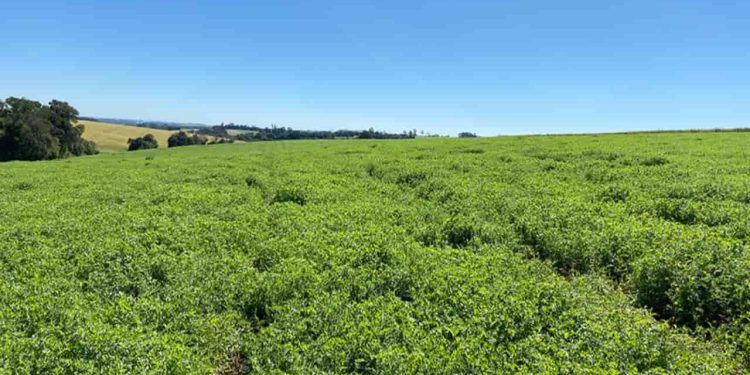 Nova cultivar de ervilhaca impulsiona a produtividade e sustentabilidade na pecuária de corte