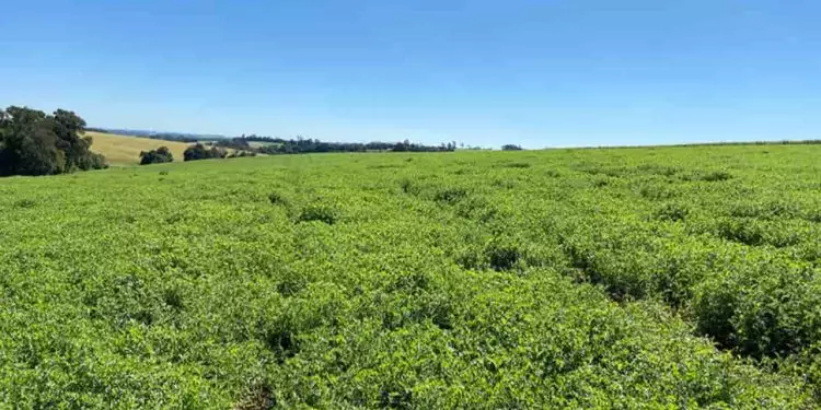 Nova cultivar de ervilhaca impulsiona a produtividade e sustentabilidade na pecuária de corte 1 Nova cultivar de ervilhaca impulsiona a produtividade e sustentabilidade na pecuária de corte