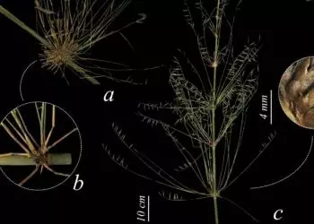Nova espécie de bambu é descoberta na Amazônia