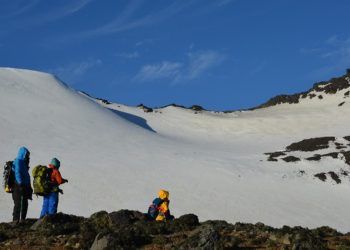 Novo fungo da antártica aponta alternativas sustentáveis para agricultura