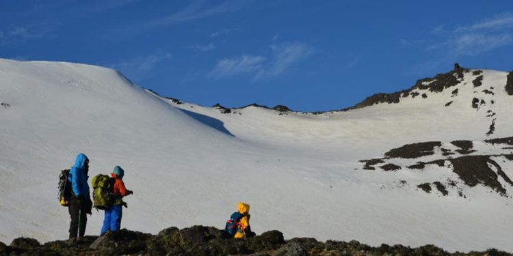 Novo fungo da antártica aponta alternativas sustentáveis para agricultura