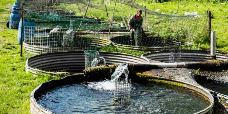 Projeto Piscicultura Mais Vida é lançado para fortalecer a economia do Mato Grosso