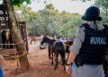 Zezé Di Camargo resgata cavalos de abatedouro clandestino em Anápolis