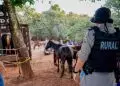 Zezé Di Camargo resgata cavalos de abatedouro clandestino em Anápolis