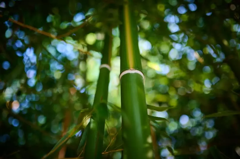 Bambu