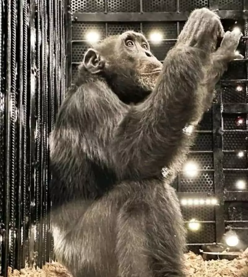 Chimpanze
