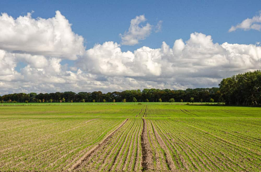 Consórcio Brasil Verde