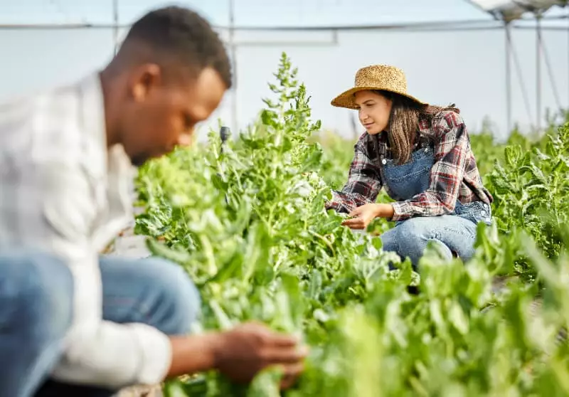 Ações são reforçadas para impedir entrada da praga amaranthus palmeri em Goiás 3 Controle de praga