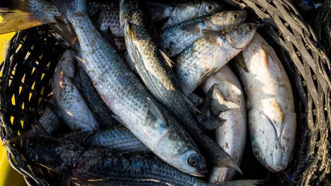 Cotas e regras da pesca da tainha