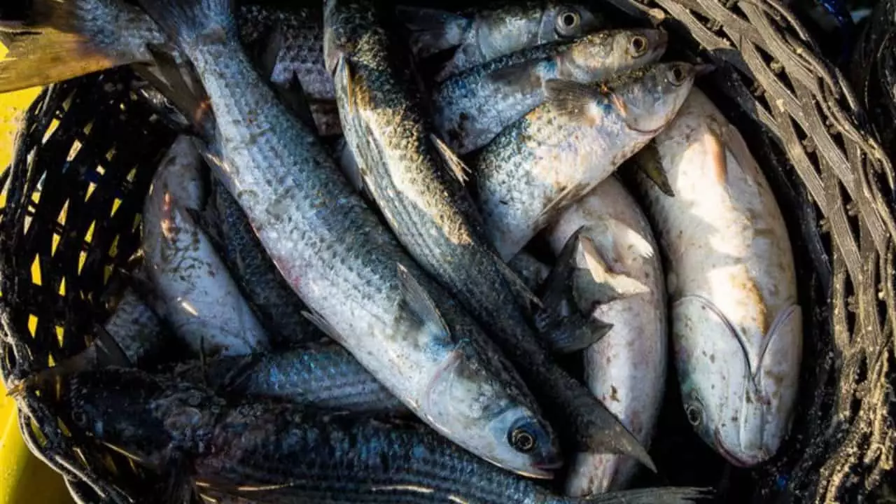 Cotas e regras da pesca da tainha